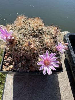 Preview: Turbinicarpus pseudomacrochele